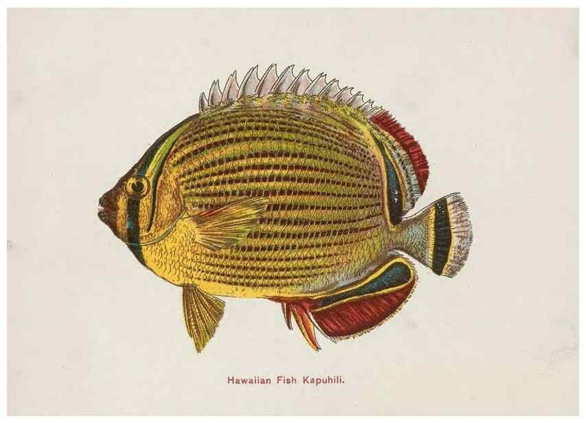 Reproducción/Reproduction 48307936716: Hawaiian fishes.. Honolulu :Island Curio Co.,[between 1905 and 1910?]. 