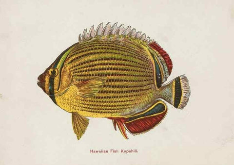 Reproducción/Reproduction 48307936716: Hawaiian fishes.. Honolulu :Island Curio Co.,[between 1905 and 1910?]. 