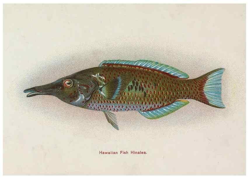 Reproducción/Reproduction 48307937071: Hawaiian fishes.. Honolulu :Island Curio Co.,[between 1905 and 1910?]. 