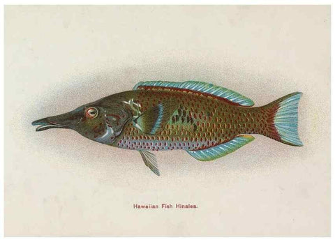 Reproducción/Reproduction 48307937071: Hawaiian fishes.. Honolulu :Island Curio Co.,[between 1905 and 1910?]. 