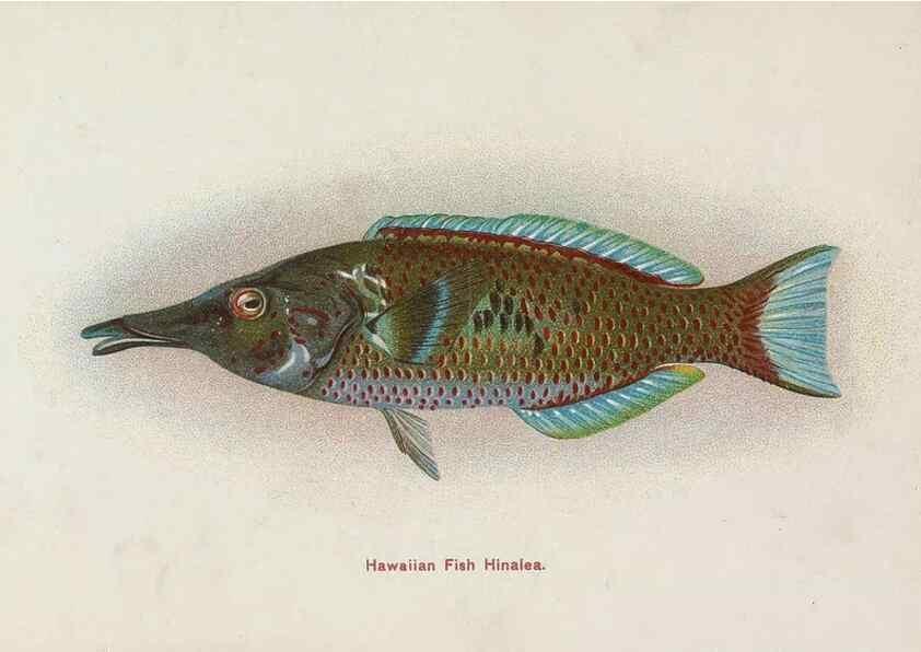 Reproducción/Reproduction 48307937071: Hawaiian fishes.. Honolulu :Island Curio Co.,[between 1905 and 1910?]. 