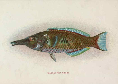 Reproducción/Reproduction 48307937071: Hawaiian fishes.. Honolulu :Island Curio Co.,[between 1905 and 1910?]. 