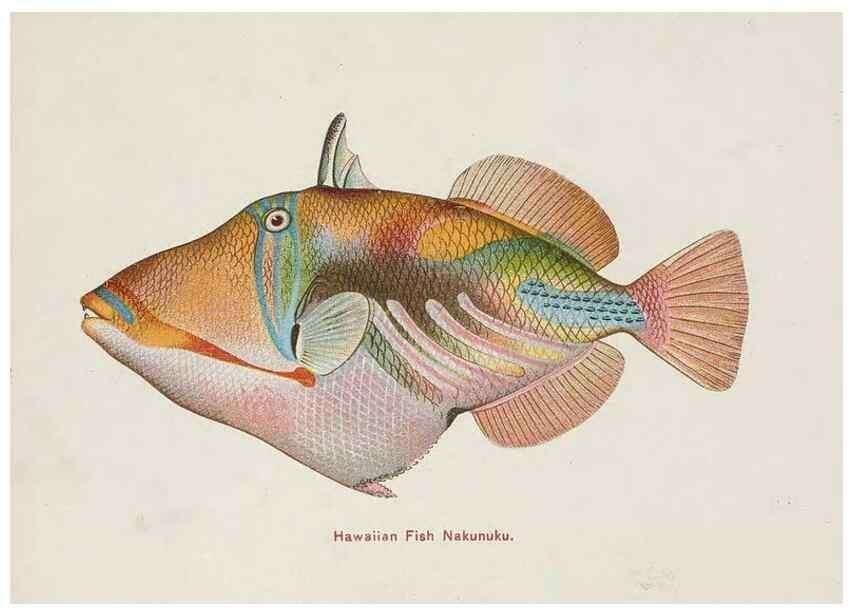 Reproducción/Reproduction 48308049357: Hawaiian fishes.. Honolulu :Island Curio Co.,[between 1905 and 1910?]. 