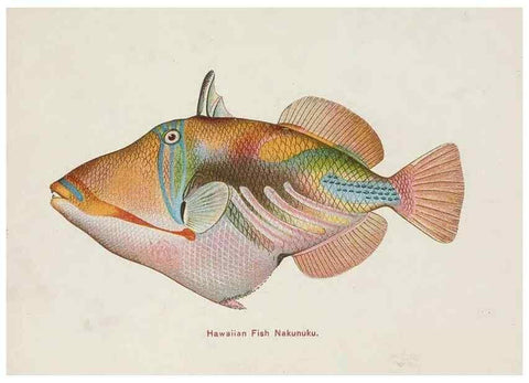 Reproducción/Reproduction 48308049357: Hawaiian fishes.. Honolulu :Island Curio Co.,[between 1905 and 1910?]. 