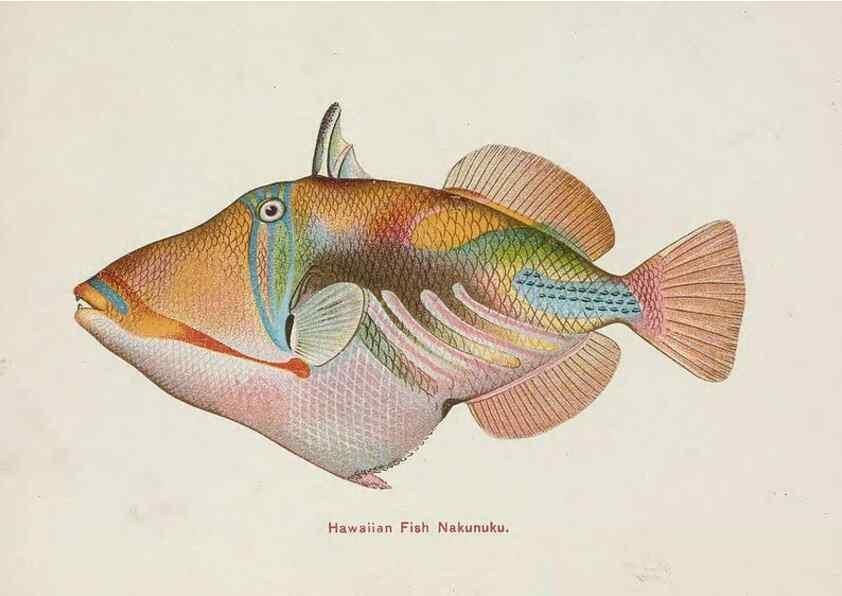 Reproducción/Reproduction 48308049357: Hawaiian fishes.. Honolulu :Island Curio Co.,[between 1905 and 1910?]. 