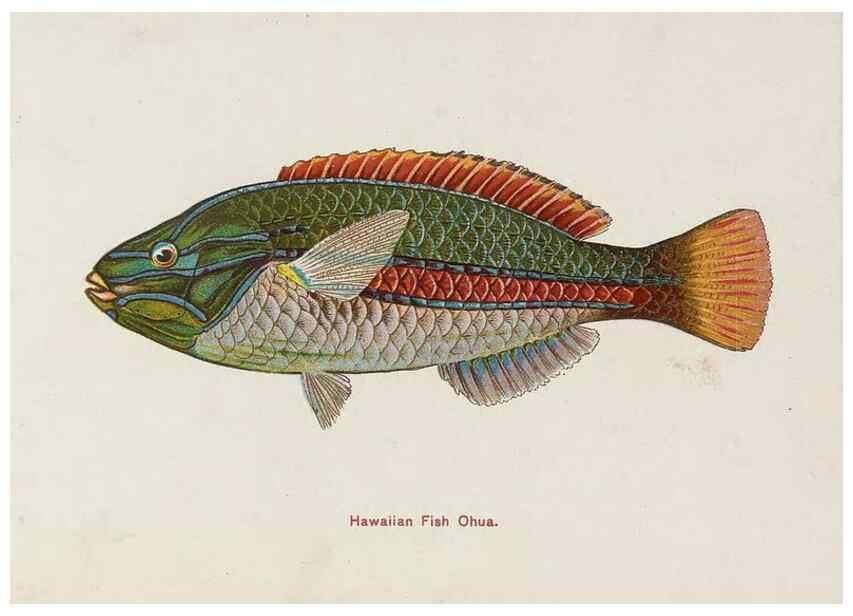 Reproducción/Reproduction 48307937616: Hawaiian fishes.. Honolulu :Island Curio Co.,[between 1905 and 1910?]. 