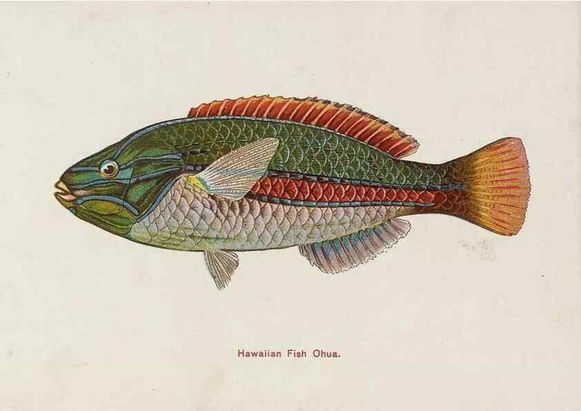Reproducción/Reproduction 48307937616: Hawaiian fishes.. Honolulu :Island Curio Co.,[between 1905 and 1910?]. 