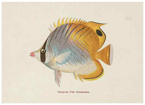 Reproducción/Reproduction 48308049987: Hawaiian fishes.. Honolulu :Island Curio Co.,[between 1905 and 1910?]. 