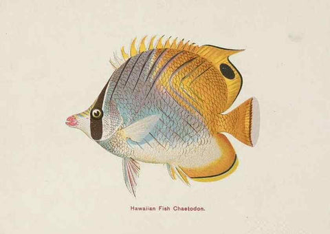 Reproducción/Reproduction 48308049987: Hawaiian fishes.. Honolulu :Island Curio Co.,[between 1905 and 1910?]. 