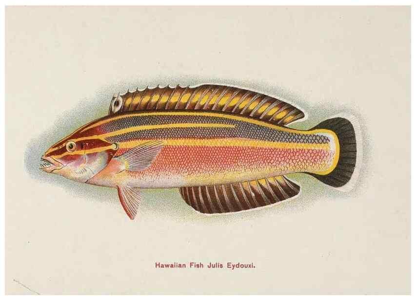 Reproducción/Reproduction 48308050337: Hawaiian fishes.. Honolulu :Island Curio Co.,[between 1905 and 1910?]. 