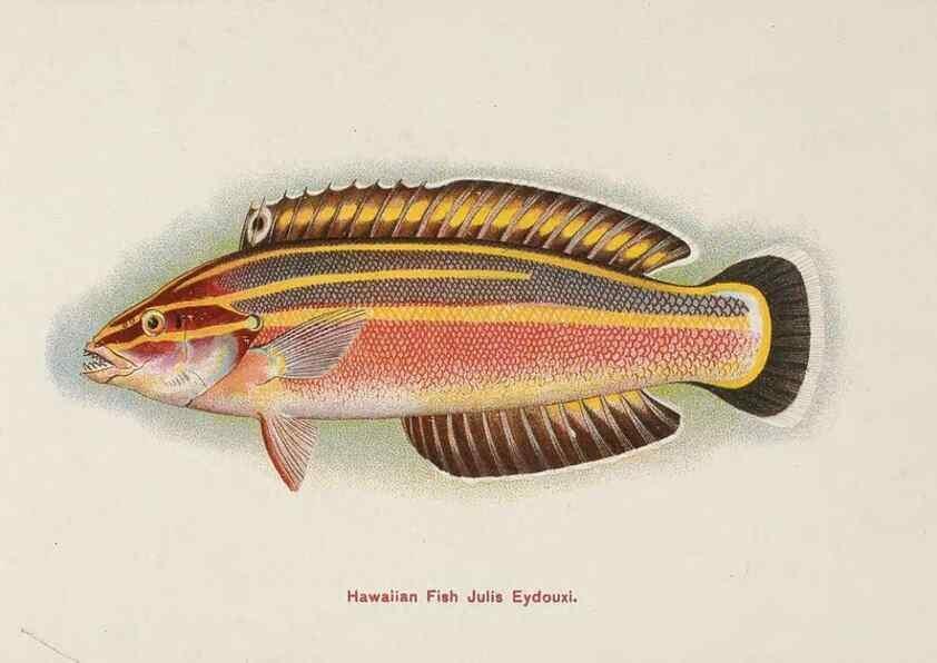 Reproducción/Reproduction 48308050337: Hawaiian fishes.. Honolulu :Island Curio Co.,[between 1905 and 1910?]. 