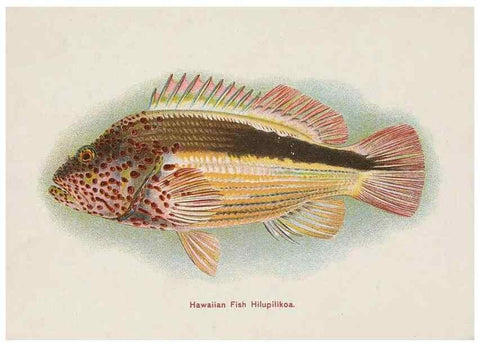 Reproducción/Reproduction 48308050622: Hawaiian fishes.. Honolulu :Island Curio Co.,[between 1905 and 1910?]. 