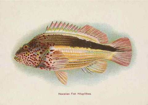 Reproducción/Reproduction 48308050622: Hawaiian fishes.. Honolulu :Island Curio Co.,[between 1905 and 1910?]. 