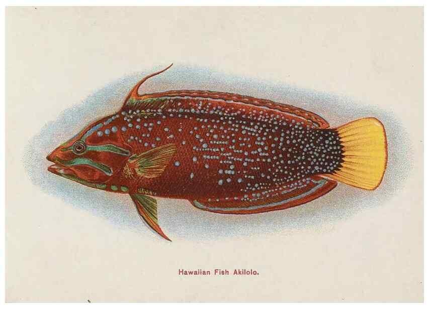 Reproducción/Reproduction 48307938821: Hawaiian fishes.. Honolulu :Island Curio Co.,[between 1905 and 1910?]. 