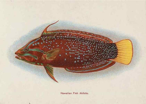 Reproducción/Reproduction 48307938821: Hawaiian fishes.. Honolulu :Island Curio Co.,[between 1905 and 1910?]. 