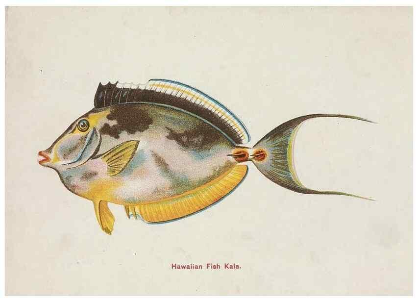 Reproducción/Reproduction 48307939161: Hawaiian fishes.. Honolulu :Island Curio Co.,[between 1905 and 1910?]. 