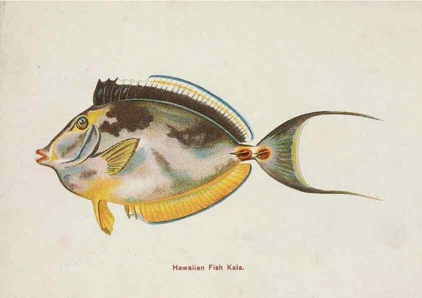Reproducción/Reproduction 48307939161: Hawaiian fishes.. Honolulu :Island Curio Co.,[between 1905 and 1910?]. 