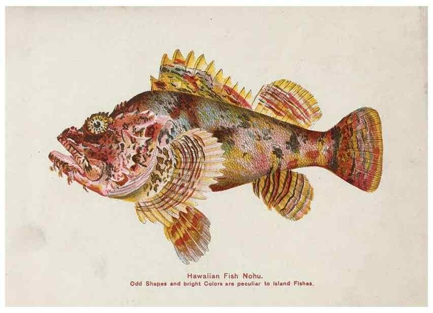 Reproducción/Reproduction 48307939601: Hawaiian fishes.. Honolulu :Island Curio Co.,[between 1905 and 1910?]. 