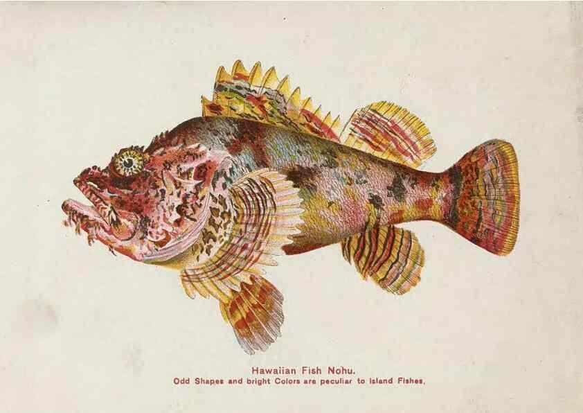 Reproducción/Reproduction 48307939601: Hawaiian fishes.. Honolulu :Island Curio Co.,[between 1905 and 1910?]. 