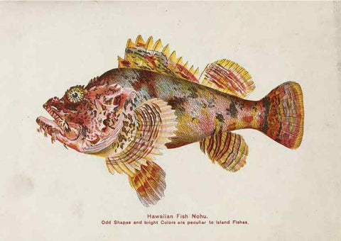 Reproducción/Reproduction 48307939601: Hawaiian fishes.. Honolulu :Island Curio Co.,[between 1905 and 1910?]. 