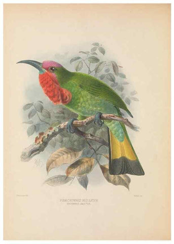 Reproducción/Reproduction 48308012961: A monograph of the Meropidae, or family of the bee-eaters. London :Published by the author ...,1884-1886.. 
