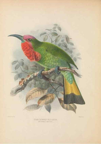 Reproducción/Reproduction 48308012961: A monograph of the Meropidae, or family of the bee-eaters. London :Published by the author ...,1884-1886.. 