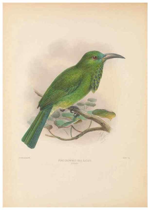 Reproducción/Reproduction 48308013316: A monograph of the Meropidae, or family of the bee-eaters. London :Published by the author ...,1884-1886.. 