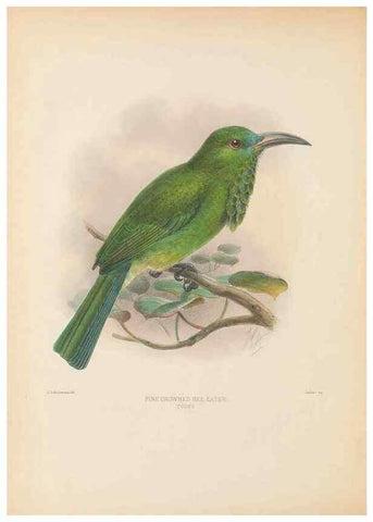 Reproducción/Reproduction 48308013316: A monograph of the Meropidae, or family of the bee-eaters. London :Published by the author ...,1884-1886.. 