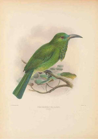 Reproducción/Reproduction 48308013316: A monograph of the Meropidae, or family of the bee-eaters. London :Published by the author ...,1884-1886.. 