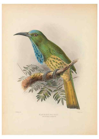 Reproducción/Reproduction 48308013806: A monograph of the Meropidae, or family of the bee-eaters. London :Published by the author ...,1884-1886.. 