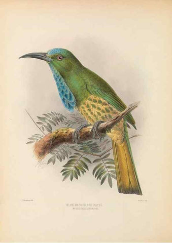 Reproducción/Reproduction 48308013806: A monograph of the Meropidae, or family of the bee-eaters. London :Published by the author ...,1884-1886.. 