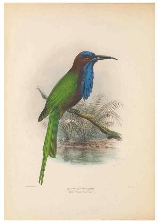 Reproducción/Reproduction 48308014291: A monograph of the Meropidae, or family of the bee-eaters. London :Published by the author ...,1884-1886.. 