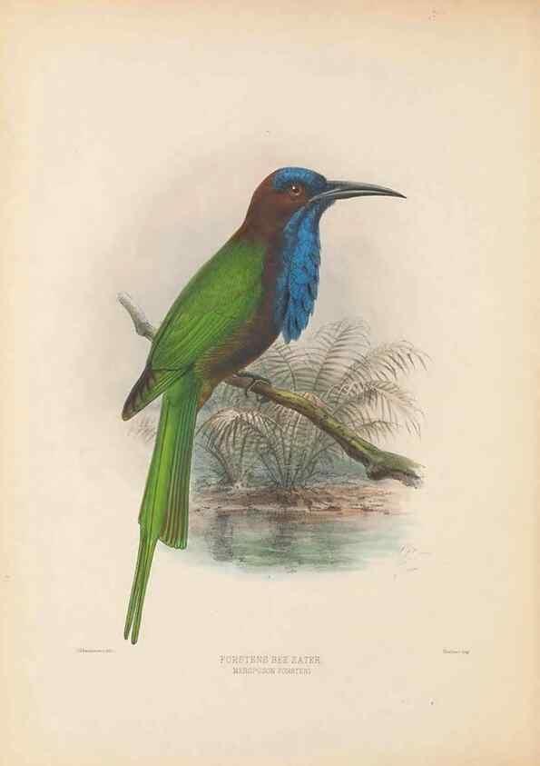 Reproducción/Reproduction 48308014291: A monograph of the Meropidae, or family of the bee-eaters. London :Published by the author ...,1884-1886.. 