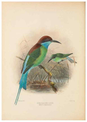 Reproducción/Reproduction 48308015171: A monograph of the Meropidae, or family of the bee-eaters. London :Published by the author ...,1884-1886.. 