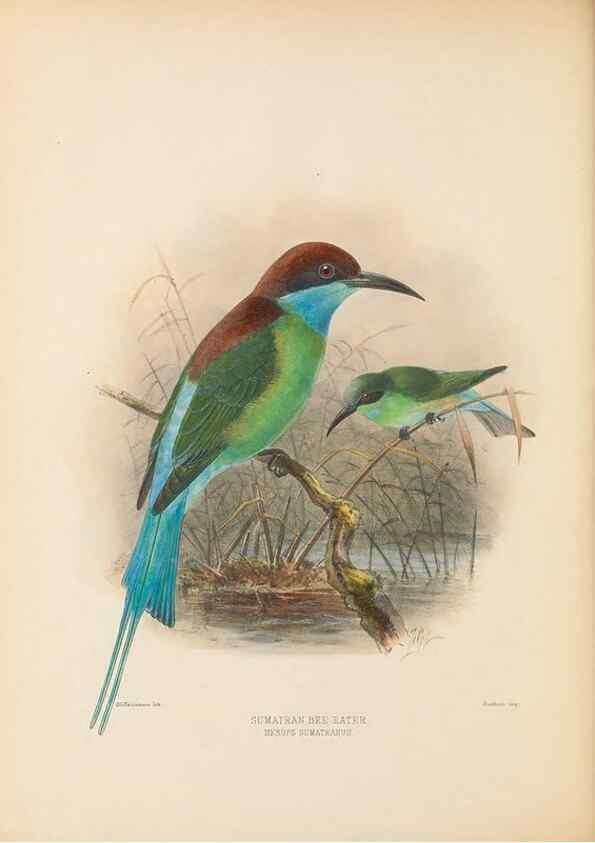 Reproducción/Reproduction 48308015171: A monograph of the Meropidae, or family of the bee-eaters. London :Published by the author ...,1884-1886.. 