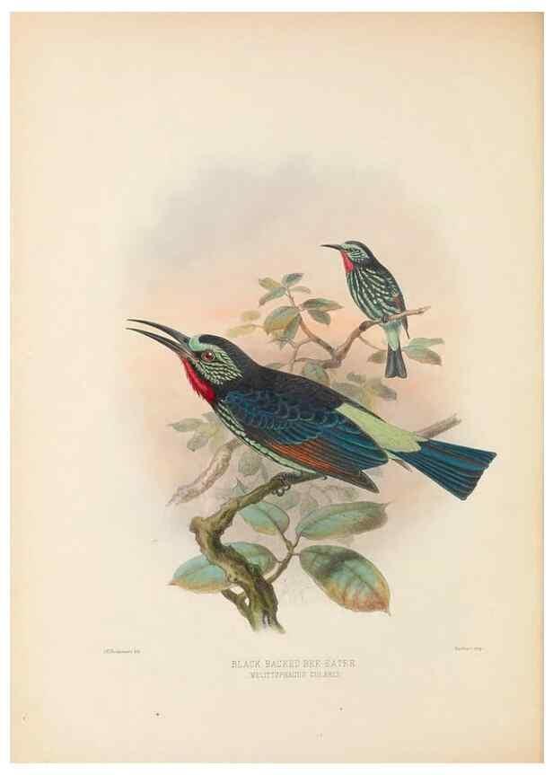 Reproducción/Reproduction 48308136977: A monograph of the Meropidae, or family of the bee-eaters. London :Published by the author ...,1884-1886.. 