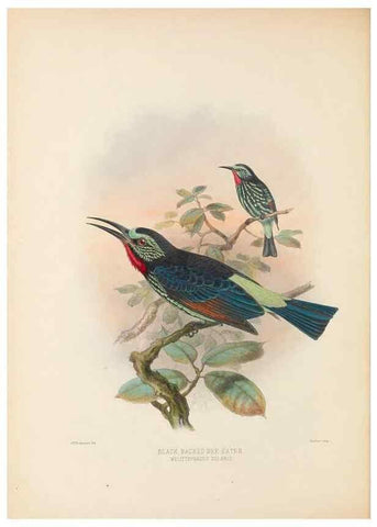 Reproducción/Reproduction 48308136977: A monograph of the Meropidae, or family of the bee-eaters. London :Published by the author ...,1884-1886.. 