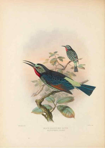 Reproducción/Reproduction 48308136977: A monograph of the Meropidae, or family of the bee-eaters. London :Published by the author ...,1884-1886.. 