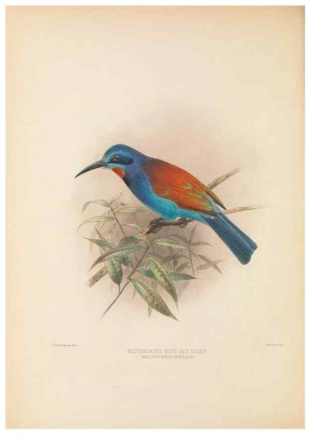 Reproducción/Reproduction 48308137277: A monograph of the Meropidae, or family of the bee-eaters. London :Published by the author ...,1884-1886.. 