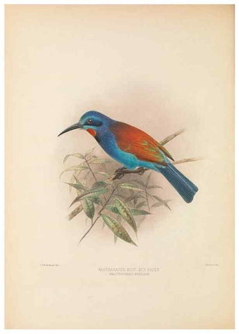 Reproducción/Reproduction 48308137277: A monograph of the Meropidae, or family of the bee-eaters. London :Published by the author ...,1884-1886.. 