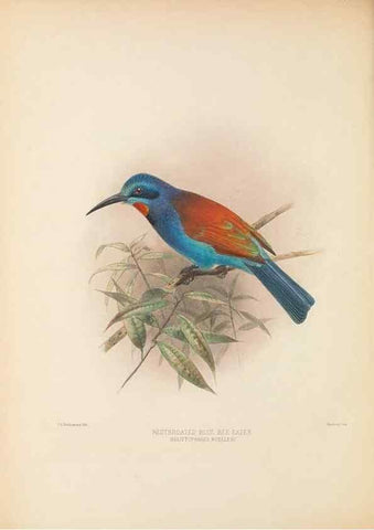 Reproducción/Reproduction 48308137277: A monograph of the Meropidae, or family of the bee-eaters. London :Published by the author ...,1884-1886.. 