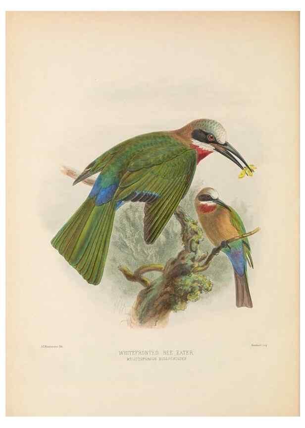 Reproducción/Reproduction 48308137652: A monograph of the Meropidae, or family of the bee-eaters. London :Published by the author ...,1884-1886.. 