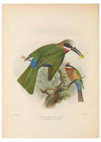 Reproducción/Reproduction 48308137652: A monograph of the Meropidae, or family of the bee-eaters. London :Published by the author ...,1884-1886.. 