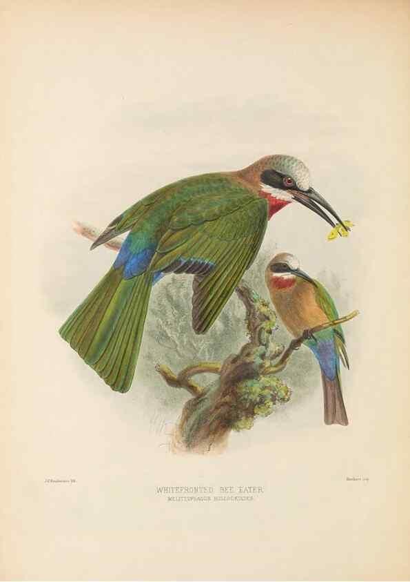 Reproducción/Reproduction 48308137652: A monograph of the Meropidae, or family of the bee-eaters. London :Published by the author ...,1884-1886.. 
