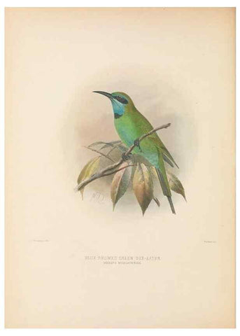 Reproducción/Reproduction 48308025271: A monograph of the Meropidae, or family of the bee-eaters. London :Published by the author ...,1884-1886.. 