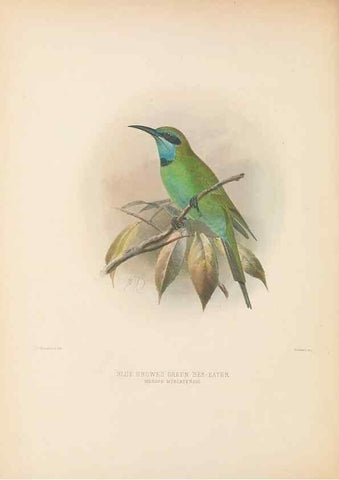 Reproducción/Reproduction 48308025271: A monograph of the Meropidae, or family of the bee-eaters. London :Published by the author ...,1884-1886.. 
