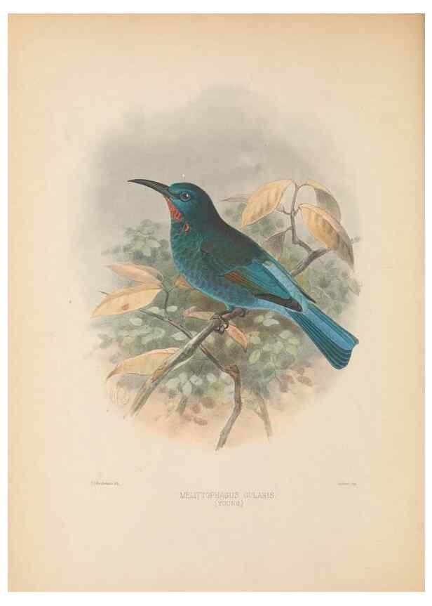 Reproducción/Reproduction 48308138432: A monograph of the Meropidae, or family of the bee-eaters. London :Published by the author ...,1884-1886.. 