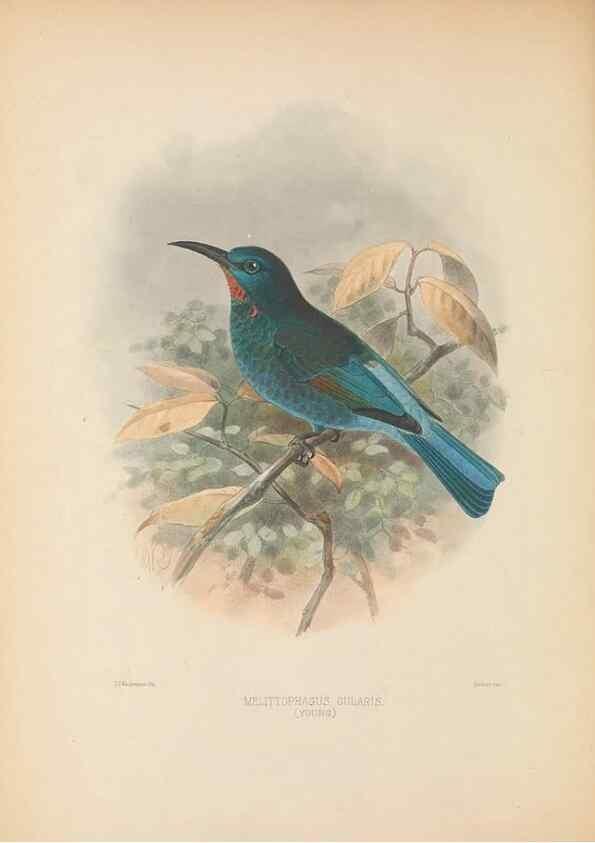 Reproducción/Reproduction 48308138432: A monograph of the Meropidae, or family of the bee-eaters. London :Published by the author ...,1884-1886.. 