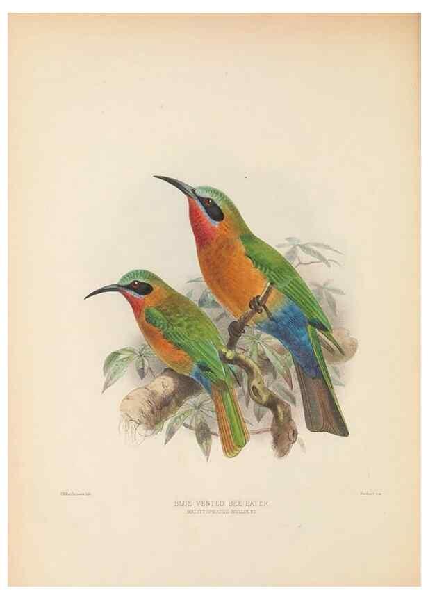 Reproducción/Reproduction 48308138982: A monograph of the Meropidae, or family of the bee-eaters. London :Published by the author ...,1884-1886.. 