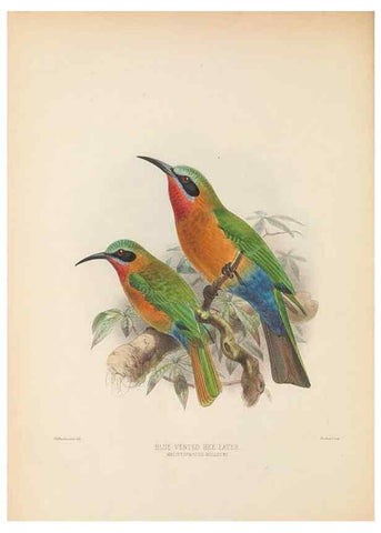 Reproducción/Reproduction 48308138982: A monograph of the Meropidae, or family of the bee-eaters. London :Published by the author ...,1884-1886.. 